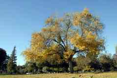 黄色的银杏树叶子秋天季节
