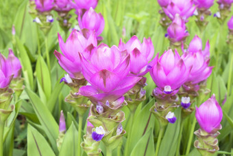 Curcuma<strong>苜蓿</strong>