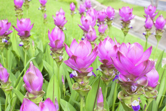 Curcuma<strong>苜蓿</strong>