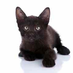 黑色的小猫谎言白色背景
