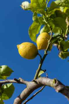 新鲜的柠檬柠檬树蓝色的天空自然夏天