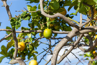 新鲜的<strong>柠檬柠檬树</strong>蓝色的天空自然夏天