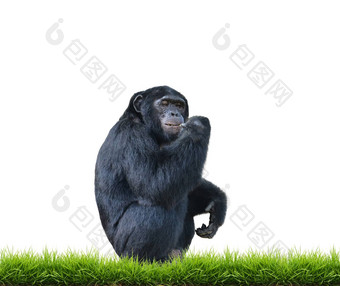 黑猩猩绿色草孤立的