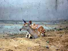 年轻的梅花鹿鹿发现了日本鹿