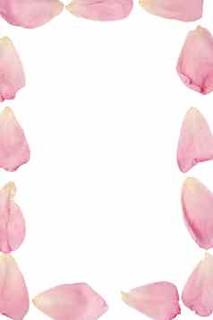 框架粉红色的玫瑰花瓣