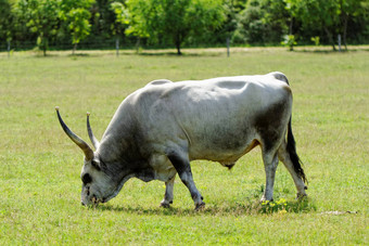 匈牙利灰色牛