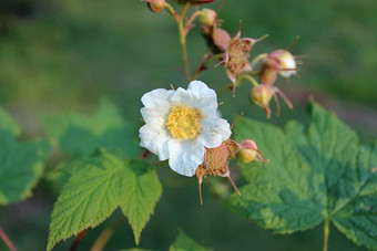 白色糙莓花