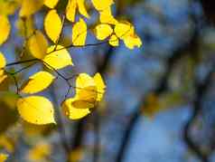秋天分支泛黄叶子