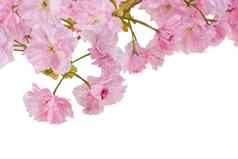 粉红色的樱桃树花朵白色背景