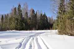 滑雪跟踪冬天森林