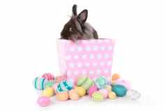 兔子兔子粉红色的波尔卡点盒子