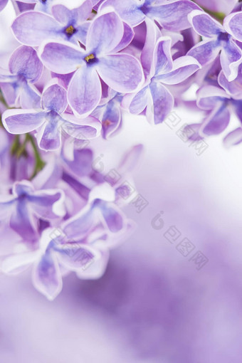 盛开的淡<strong>紫色花</strong>