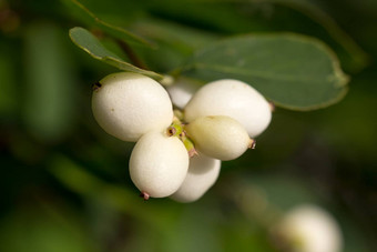 常见的白浆果