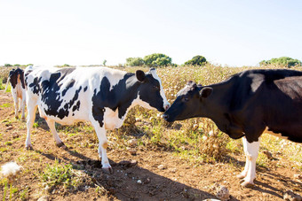 黑白花奶牛牛接吻医护巴利阿里群岛