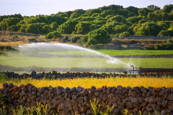 灌溉春天麦片字段医护巴利阿里群岛