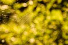 黄色的蜘蛛网散景
