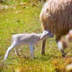 妈妈。羊婴儿羊肉放牧场