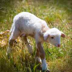 婴儿羊肉新生儿羊站草场
