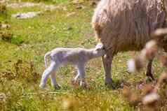 妈妈。羊婴儿羊肉护理场