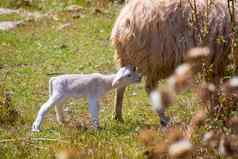 妈妈。羊婴儿羊肉放牧场