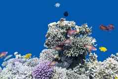 珊瑚礁鱼anthias热带海水下