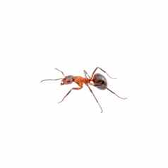棕色（的）蚂蚁白色背景