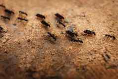游行群蚂蚁