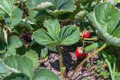 草莓布什花园