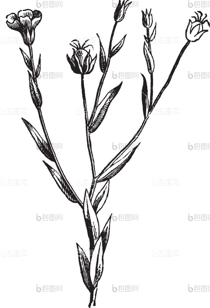亚麻亚麻籽亚麻科观赏植物石油纤维亚麻png下载-包图网