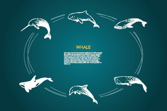 鲸鱼类型海豚精子杀手鲸鱼向量概念集图片