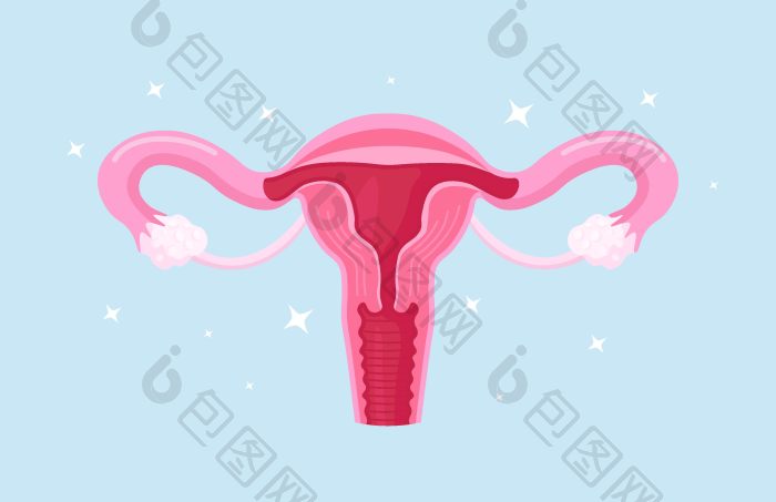 生殖系统女人器官位置计划子宫子宫颈卵巢法png下载-包图网