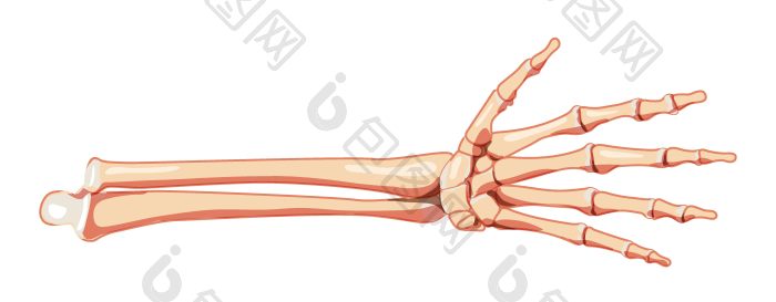 前臂骨架人类前面视图尺骨半径手腕骨手腕掌png下载-包图网