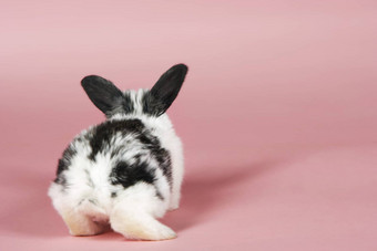 宠物兔子粉红色的背景