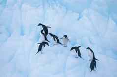 企鹅攀爬冰