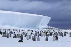 皇帝企鹅Aptenodytes福斯特里殖民地冰山