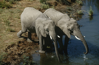 纳米比亚非洲布什大象喝水河升高视图