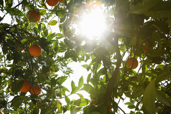 低角视图太阳闪亮的橙色树