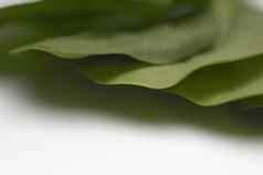 裁剪图像新鲜的绿色菠菜叶子孤立的白色背景