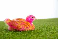 鸡小鸡母鸡粉红色的画的地盘草