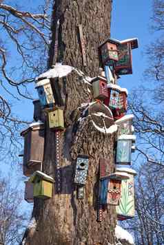色彩斑斓的鸟巢盒子房子挂树树干公园