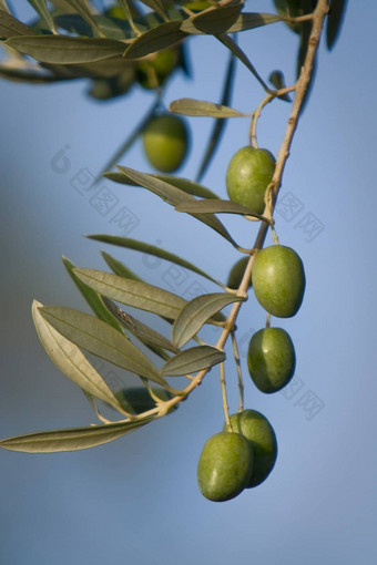 绿色橄榄分支叶子哈恩西班牙
