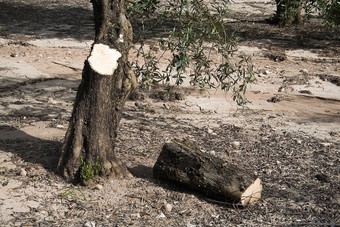 树干橄榄树减少地面哈恩安达卢西亚西班牙