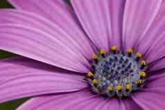 特写镜头紫色的黛西黄色的花内部
