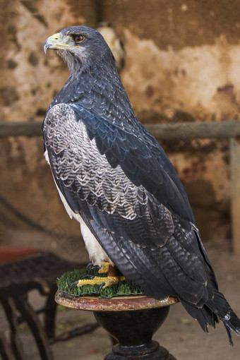 black-chestedbuzzard-eagle