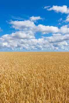 农村景观小麦场蓝色的天空