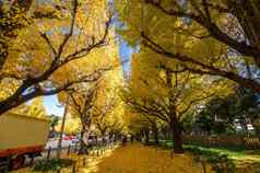 银杏树大道标题明治纪念图片画廊东京日本