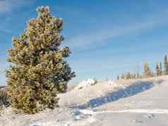 灰白色霜覆盖松树冬天雪景观