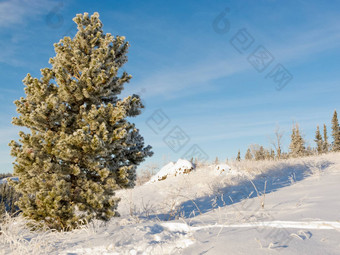 灰白色霜覆盖松树冬天雪景观