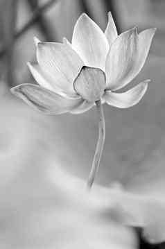 黑色的白色莲花