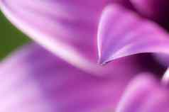 细节紫色的黛西花瓣花自然植物